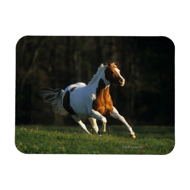 Imán Pintar caballo corriendo rápido (Horizontal)