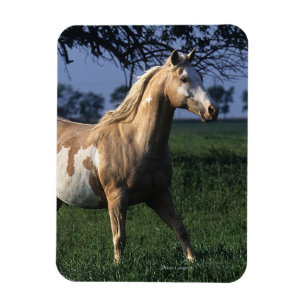 Imán Pinte el caballo que coloca 2