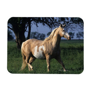 Imán Pinte el caballo que coloca 2