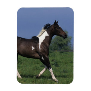 Imán Pinte el caballo que corre 2