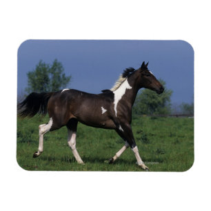 Imán Pinte el caballo que corre 2