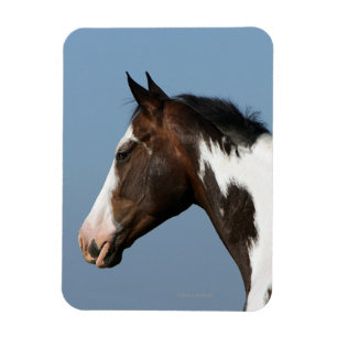 Imán Pinte el Headshot 1 del caballo