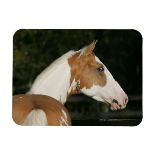 Imán Pinte el Headshot 2 del caballo
