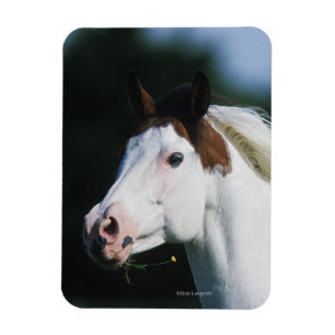 Imán Pinte el Headshot 3 del caballo