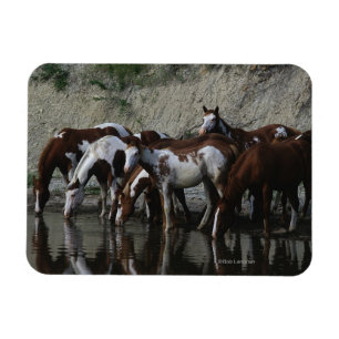 Imán Pinte la consumición de los caballos