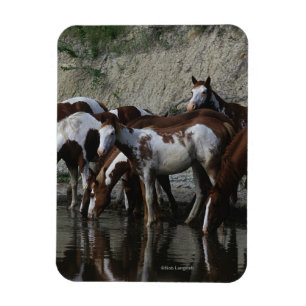 Imán Pinte la consumición de los caballos