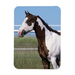 Imán Pinte la situación del caballo