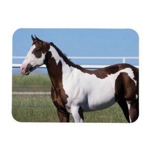 Imán Pinte la situación del caballo