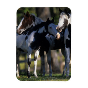 Imán Pinte los caballos