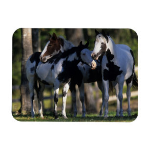 Imán Pinte los caballos