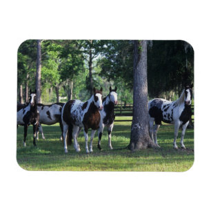 Imán Pinte los caballos en los árboles