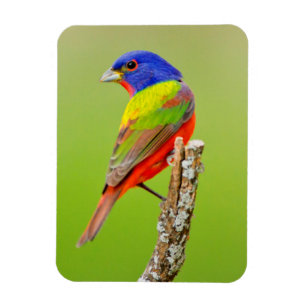 Imán Pintor (Passerina ciris) Macho Posado