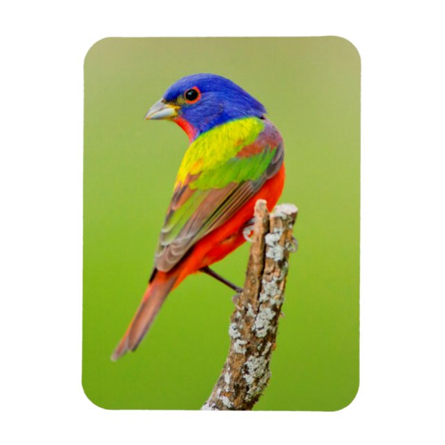 Imán Pintor (Passerina ciris) Macho Posado (Vertical)