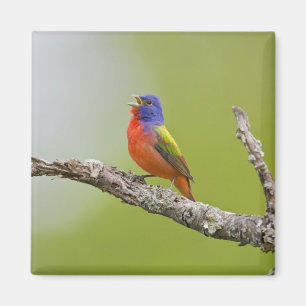 Imán Pintorín (Passerina ciris) macho cantando