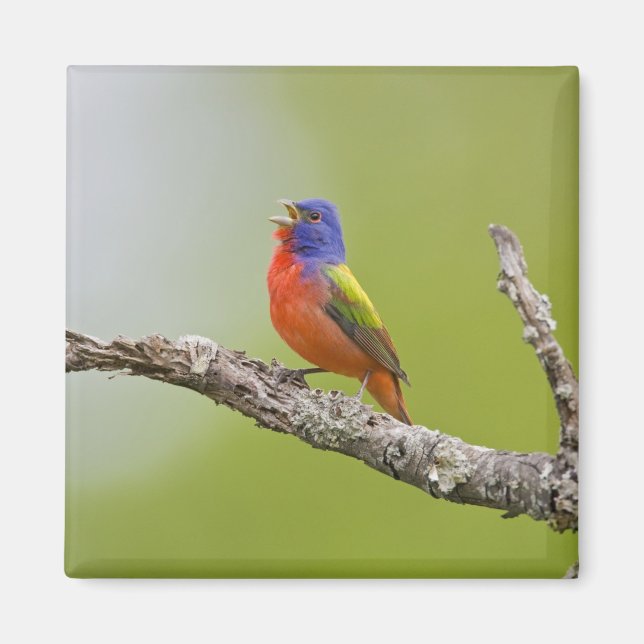 Imán Pintorín (Passerina ciris) macho cantando (Frente)