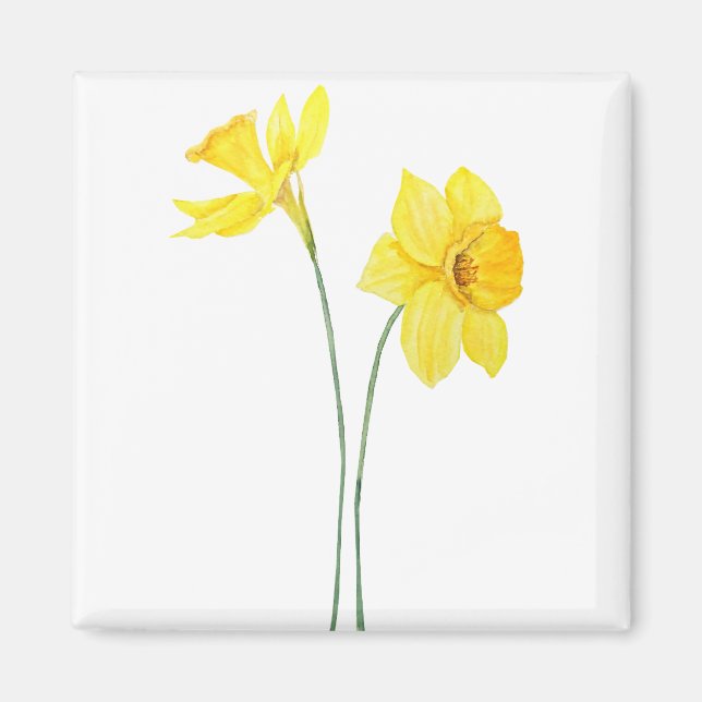Imán pintura acuarela de daffodils amarillos (Frente)