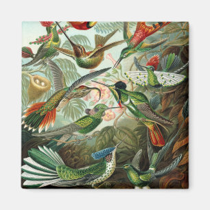 Imán pintura clásica de la fauna silvestre de comingbir