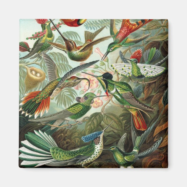 Imán pintura clásica de la fauna silvestre de comingbir (Frente)