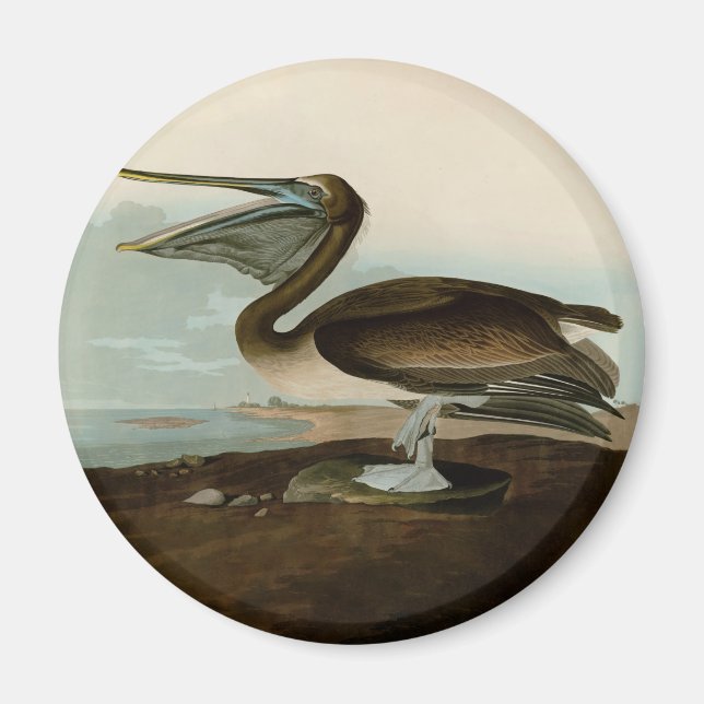 Imán Pintura de arte pelicano John James Audubon Brown (Frente)