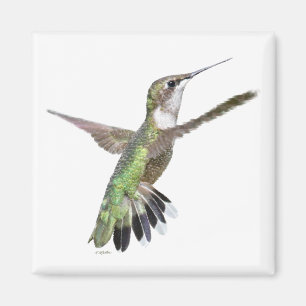 Imán Pintura de berlinés de colibrí