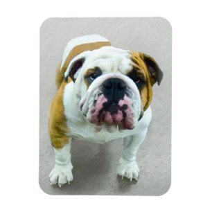 Imán Pintura de Bulldog: adorable arte original del per