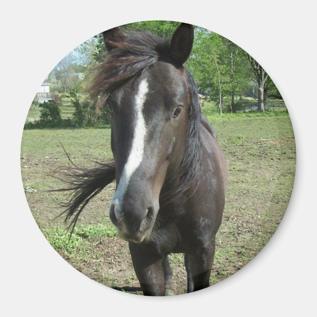 Imán Pintura de caballo (Frente)