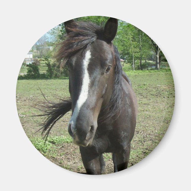 Imán Pintura de caballo (Frente)