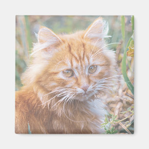 Imán Pintura de gatito funky lindo