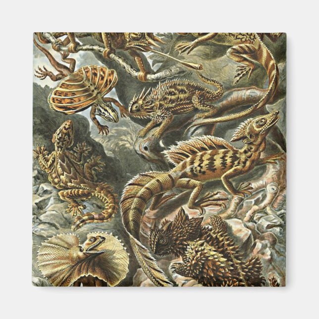 Imán Pintura de Iguana con barba de Haeckel Lizard (Frente)