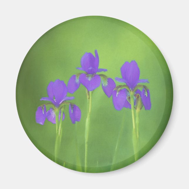 Imán Pintura de iris morado - Arte de flores original (Frente)