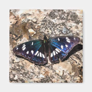 Imán Pintura de mariposa azul del almirante blanco del 