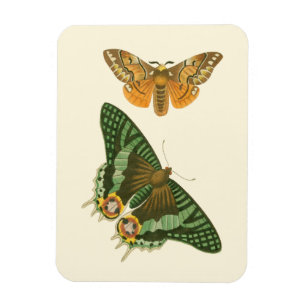 Imán Pintura de mariposas ligeramente bordeada