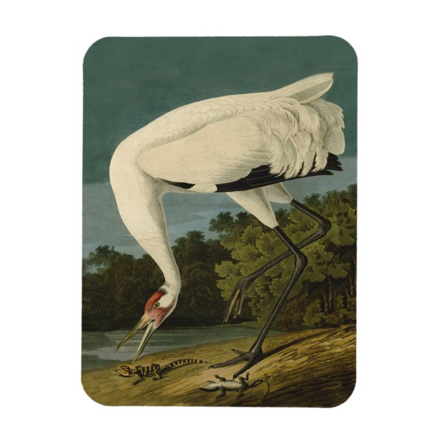 Imán Pintura de pájaro de Crane Audubon (Vertical)