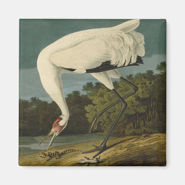 Imán Pintura de pájaro de Crane Audubon (Frente)