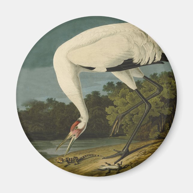 Imán Pintura de pájaro de Crane Audubon (Frente)