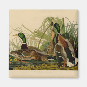 Imán Pintura de pájaro de Mallard Duck Audubon
