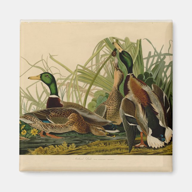 Imán Pintura de pájaro de Mallard Duck Audubon (Frente)