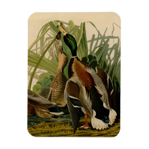 Imán Pintura de pájaro de Mallard Duck Audubon