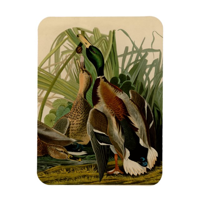 Imán Pintura de pájaro de Mallard Duck Audubon (Vertical)