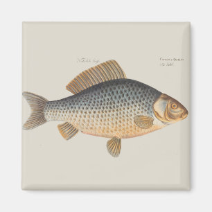 Imán Pintura de pesca de carpa dibujo de agua dulce