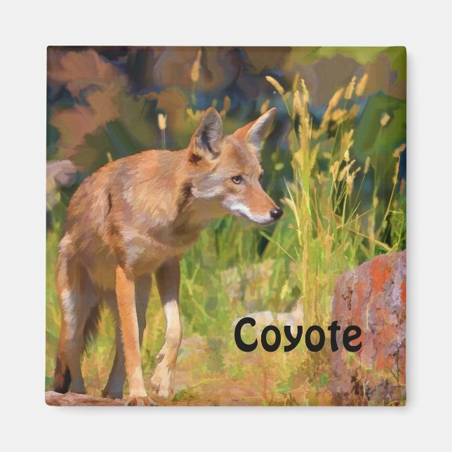 Imán Pintura de vida salvaje en el Coyote de Verano (Frente)