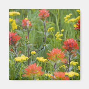 Imán Pintura india y flores silvestres de raíz de galle