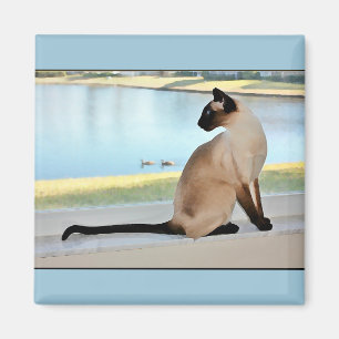 Imán Pintura pacífica del gato siamés