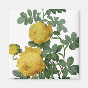 Imán Pintura rosa amarillo vintage