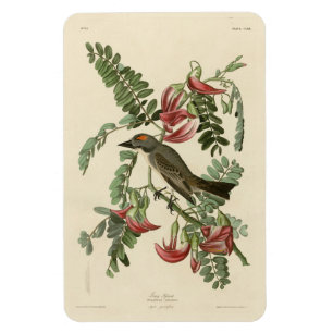 Imán Piping Flycatcher de los pájaros de América de Aud