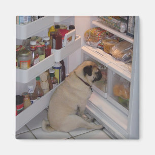 Imán Pis Pugpants de Howie