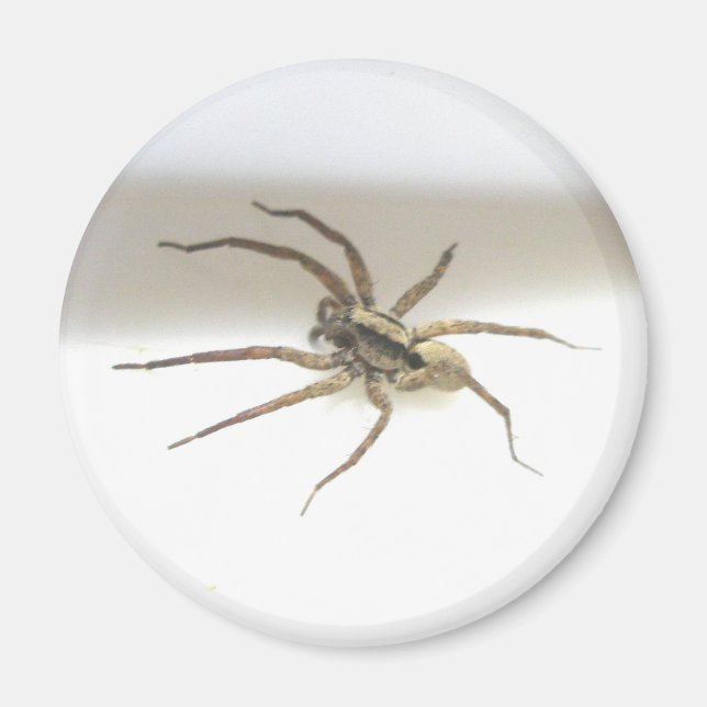 Imán Pisaurana mira Male Magnet (Frente)