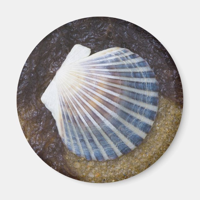 Imán Piscina de marea (Frente)