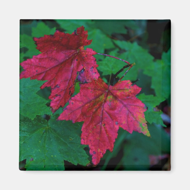 Imán Pista de otoño (Frente)
