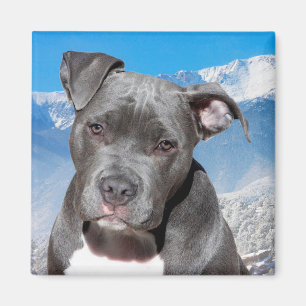 Imán Pitbull
